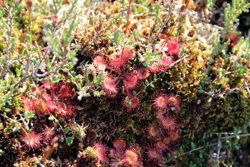 Und tatsächlich da streckt er seine Fangarme aus, der Rundblättrige Sonnentau (Drosera rotundifolia).