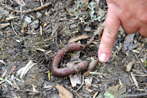 Das ist übrigens der dickste Regenwurm, der mir je begegnet ist, getroffen auf dem Mount Taranaki in Neuseeland. Von der Dicke her konnte er mit einem gestandenen Männerfinger mithalten.