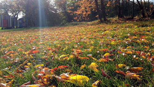 Letzte Woche kleidete das bunte Kirschlaub im Sonnenschein die Streuobstwiesen noch in herbstliche Farben.