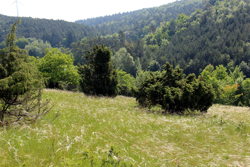 führt über die Wacholderheide...